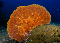 Annella mollis (Giant Sea Fan)
