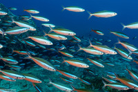 Pterocaesio tile (Bluestreak Fusilier)