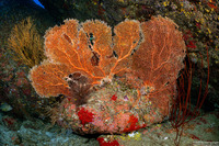 Annella mollis (Giant Sea Fan)