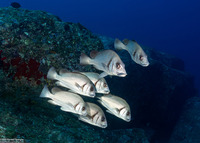 Plectorhinchus gibbosus (Blubberlip)