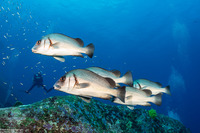 Plectorhinchus gibbosus (Blubberlip)