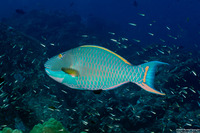 Cetoscarus ocellatus (Spotted Parrotfish)