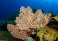 Annella mollis (Giant Sea Fan)