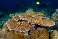 Acropora cytherea (Table Coral)