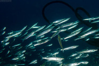 Sphyraena sp.1 (Juvenile Barracuda)