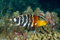 Cheilinus fasciatus (Redbreasted Wrasse)