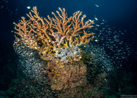 Acropora grandis (Great Staghorn Coral)