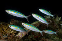 Pterocaesio tessellata (Narrowstripe Fusilier)