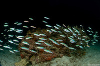 Pterocaesio tessellata (Narrowstripe Fusilier)