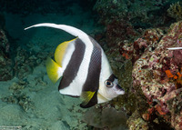 Heniochus acuminatus (Longfin Bannerfish)