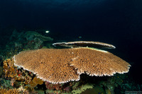 Acropora cytherea (Table Coral)