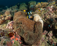 Stichodactyla mertensii (Merten's Carpet Anemone)