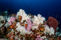 Dendronephthya sp.1 (Dendronephthya)