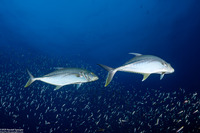 Caranx papuensis (Brassy Trevally)