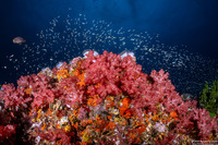 Dendronephthya sp.1 (Dendronephthya)