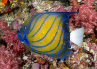 Pomacanthus annularis (Blue-Ringed Angelfish)
