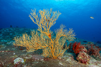 Subergorgia suberosa (Subergorgia Suberosa)