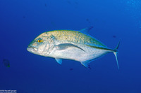 Caranx melampygus (Bluefin Trevally)