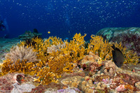 Millepora sp.1 (Encrusting Fire Coral)