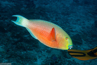 Chlorurus strongylocephalus (Roundhead Parrotfish)