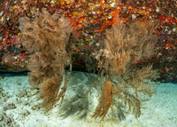 Myriopathes cf. myriophylla (Myriopathes cf. myriophylla)