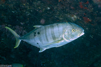 Gnathanodon speciosus (Golden Trevally)