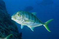 Gnathanodon speciosus (Golden Trevally)