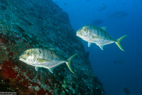 Gnathanodon speciosus (Golden Trevally)