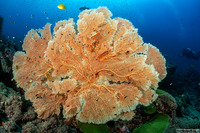 Annella mollis (Giant Sea Fan)