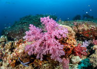 Dendronephthya sp.1 (Dendronephthya)