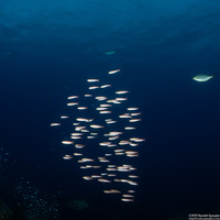 Pterocaesio pisang (Ruddy Fusilier)