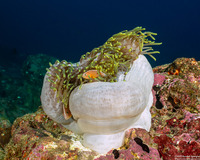 Amphiprion akallopisos (Skunk Anemonefish)