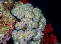 Physogyra lichtensteini (Grape Coral)