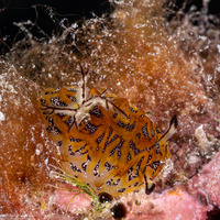 Halgerda indotessellata (Dark-Spotted Halgerda)