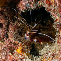 Stenopus hispidus (Banded Coral Shrimp)