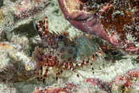 Saron cf. marmoratus (Round-Spotted Marbled Shrimp)