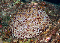 Culcita schmideliana (Spiny Cushion Star)