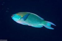 Scarus prasiognathos (Greenthroat Parrotfish)