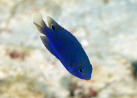 Pomacentrus burroughi (Burrough's Damsel)
