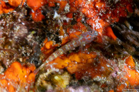 Eviota melasma (Melasma Dwarfgoby)