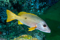 Lutjanus monostigma (Onespot Snapper)