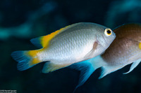 Pomacentrus lepidogenys (Scaly Damsel)