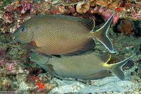 Siganus stellatus (Honeycomb Rabbitfish)