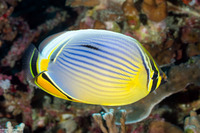 Chaetodon trifasciatus (Indian Redfin Butterflyfish)