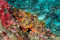 Scorpaenopsis oxycephala (Tasseled Scorpionfish)