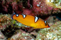 Coris cuvieri (African Coris)