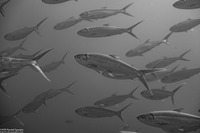 Chanos chanos (Milkfish)