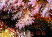 Scleronephthya sp.1 (Scleronephthya sp.1)