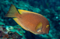 Ctenochaetus truncatus (Yelloweye Bristletooth)