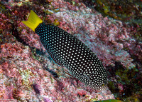 Anampses meleagrides (Yellowtail Wrasse)